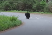 Biciklista se sudario sa medvedom: Ovako je izgledao njihov bliski susret (VIDEO)