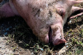 Požar na farmi kod Sombora: Stradalo oko 300 svinja!