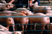 Srbija se pridružila Evropskoj agenciji za bezbednost hrane u borbi protiv afričke kuge svinja