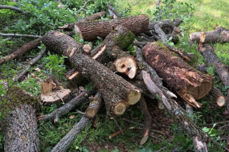 Srbi ih smatraju "svetim drvećem": Posečeni hrastovi zapisi stari više od sto godina