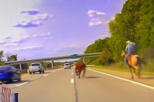 Krava jurila auto-putem, uhvatio je policajac lasom: Scena kao iz kaubojskih filmova (VIDEO)