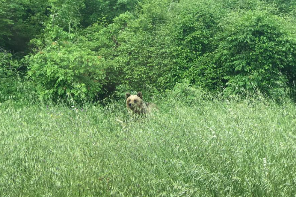 Retkost u okolini Nikšića: Zatekli medveda kako viri iz trave pored magistrale