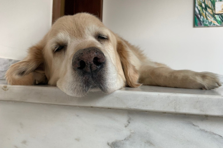 Vlasnica ostavila kucu samu kod kuće: Snimak sa sigurnosne kamere je za dva dana pogledalo skoro 13 miliona ljudi (VIDEO)