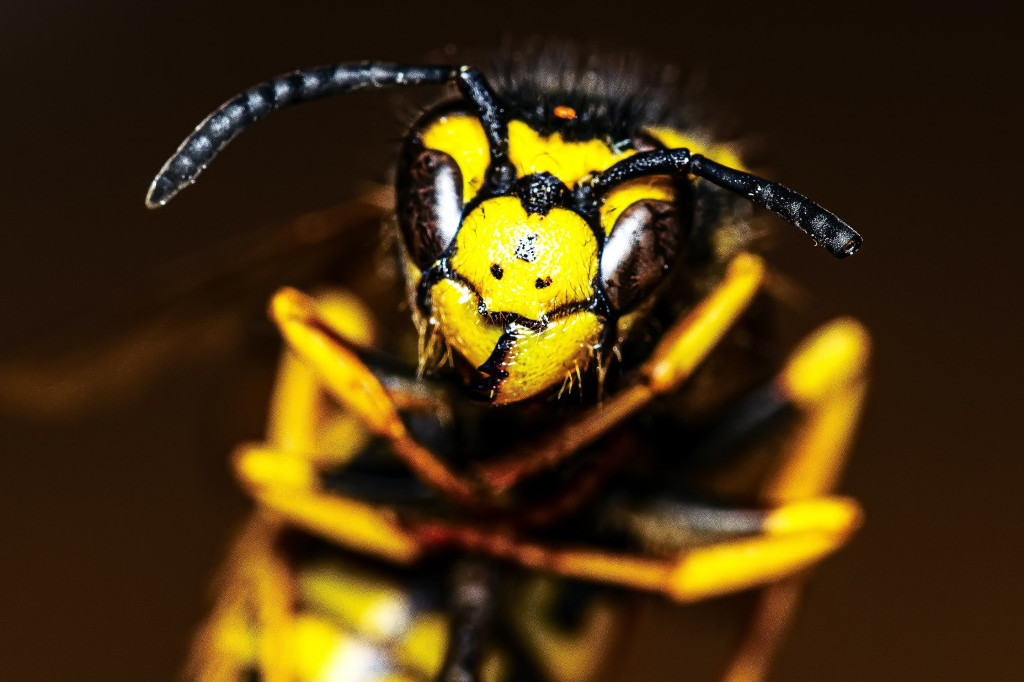 Najezda jezivih insekata u Zrenjaninu! Ima crno dlakavo telo, naraste do 6 cm, a nije stršljen, izdat apel građanima