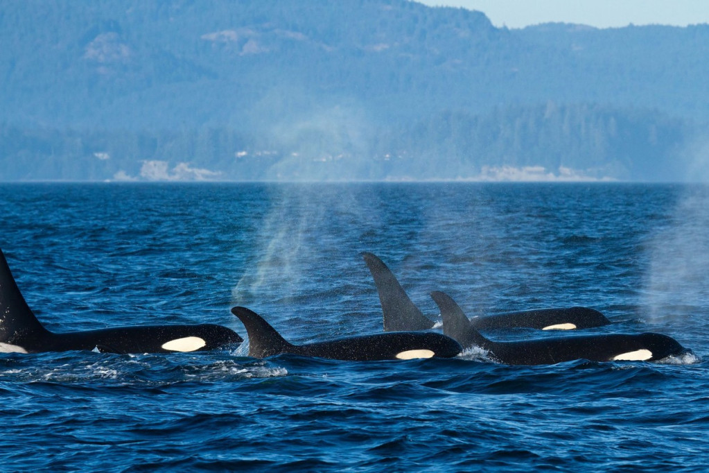 Portugalske vlasti reaguju na niz incidenata s orkama! Turističkim plovilima zabranjen pristup grupama kitova ubica