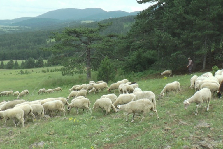 Užas u u dragačevskom selu Goračići: Psi lutalice rastrgli tri ovce i četvoro jagnjadi, Vasiliju prepolovili stado