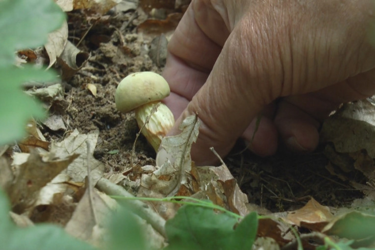 Najeli se prženih pečuraka i samo se srušili! Bela pena je ocu i ćerki krenula na usta - rođak ih ubio!