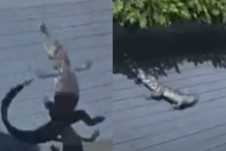 Aligator pao sa 20. sprata zgrade! Čovek ga držao kao kućnog ljubimca u stanu (VIDEO)