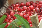 Slatke i sočne kao iz komšijinog dvorišta: Stigle domaće trešnje na pijačne tezge, zbog velike ponude cena od 200 do 250 dinara (FOTO)