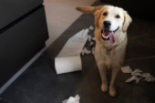 Vlasnica je na zanimljiv način naučila psa da vrši nuždu van kuće (VIDEO)