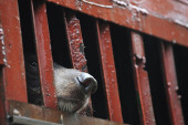 Medvede drže u kavezima kako bi im uzimali žuč! Metode su mučne, a evo zašto je ovaj biznis veoma unosan (VIDEO)