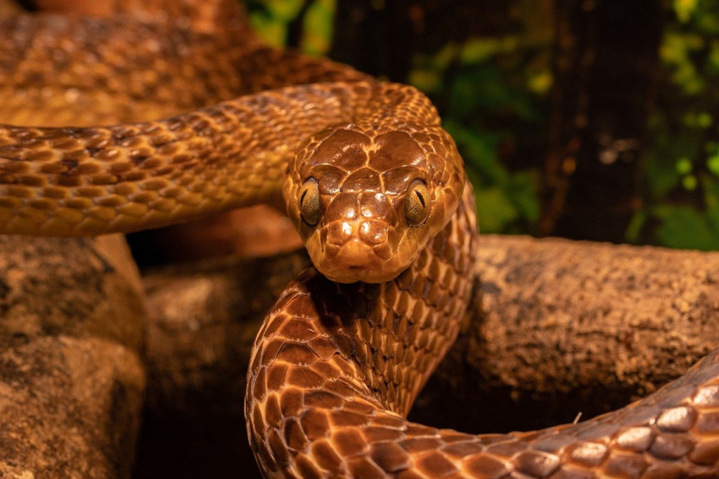 "Čudesno rođenje": Mužjak zmije, devet godina bio sam, doneo na svet 14 beba zmijica