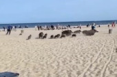 Krdo divljih svinja banulo na plažu! Pogledajte reakciju ljudi (VIDEO)