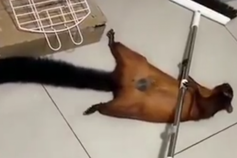 Gasi internet, ovaj snimak je sve! Pogledajte kako veverica lažira sopstvenu smrt (VIDEO)