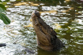 Neobjašnjivo čudo prirode: Ženka krokodila zatrudnela bez mužjaka
