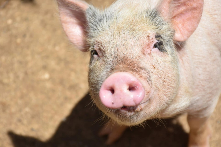 Kraj pošasti, u Čačku više nema svinjske kuge: Ukinuto rešenje o proglašenju zaraženih i ugroženih područja