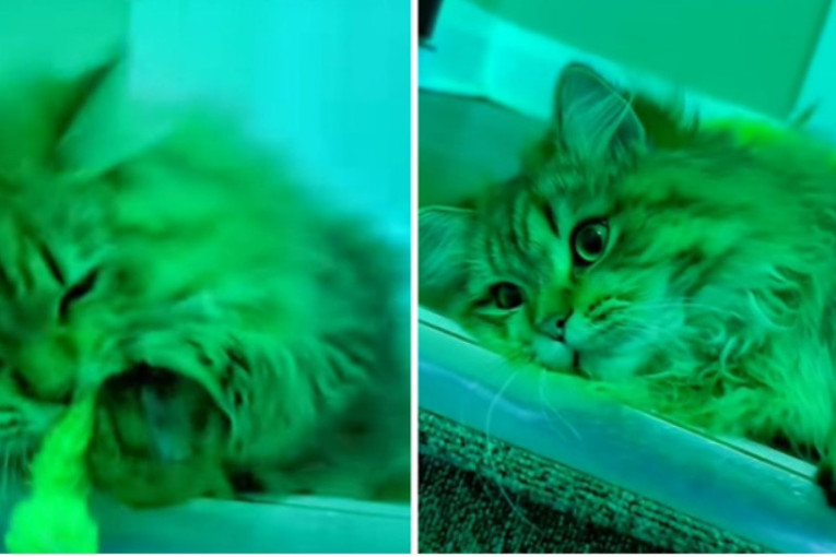 Novi filter na TikToku pokazuje kako mačke zapravo vide svet: Ubrzo postao senzacija