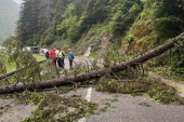 Zamalo izbegnuta tragedija: Drvo se izvalilo i palo nasred magistrale kod Nove Varoši