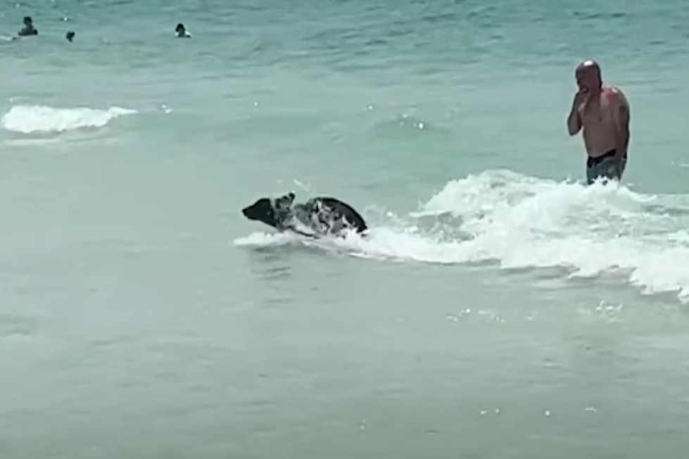 Medved zaplivao na prepunoj plaži: Neobičan prizor na Floridi (VIDEO)
