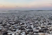 Horor na plaži u Teksasu: Na površinu isplivalo na desetine hiljada mrtvih riba! (VIDEO)