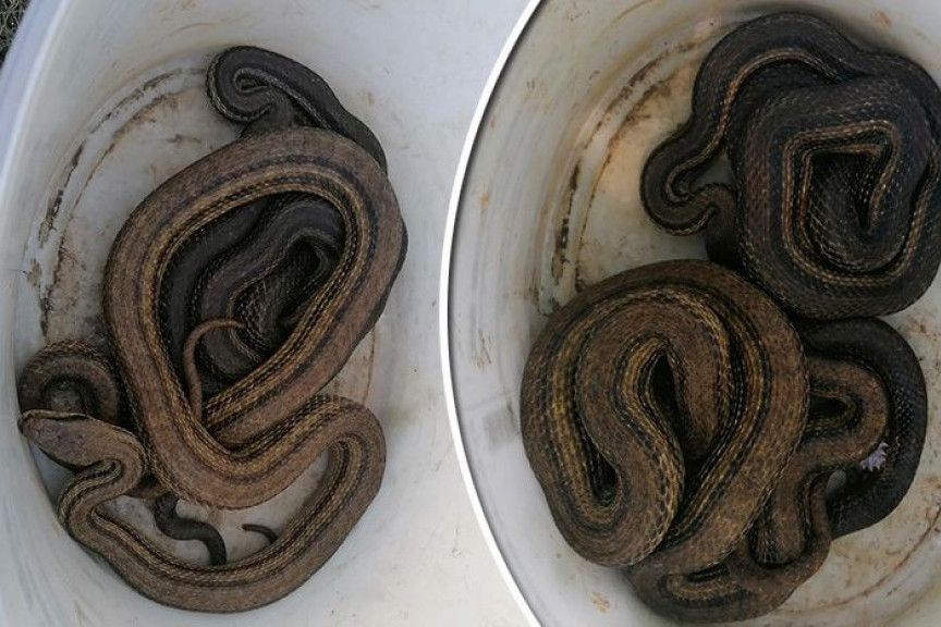 Vatrogasci iz Pule izvukli iz podruma kuće dve najduže zmije u Evropi: Izgledaju zlokobno, evo gde ih ima