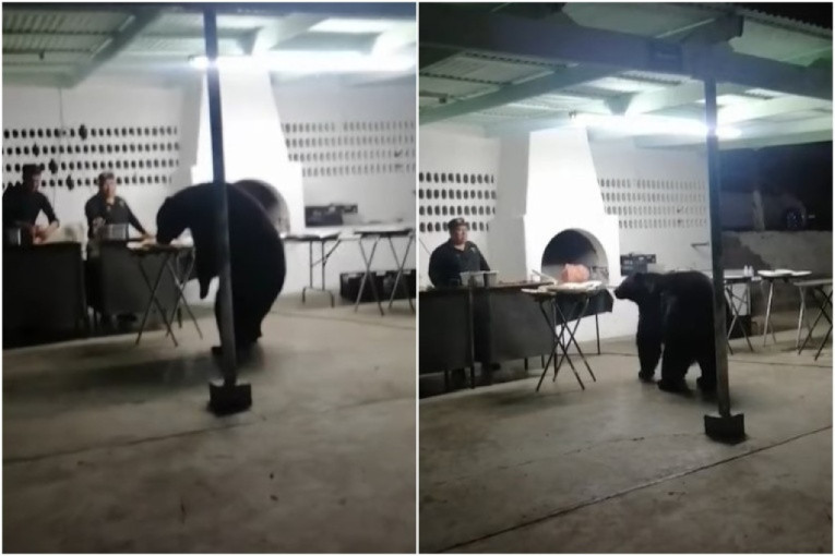 Gladni medved upao na zabavu i odmah krenuo ka stolovima da se počasti (VIDEO)