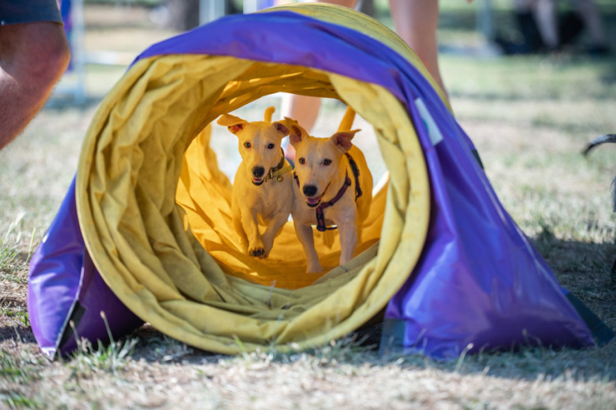 Festival pasa svih rasa: Ugajivačnice, pet šopovi, veterinar,dreseri, dizajneri i frizeri - sve je spremno za krznene prijatelje!