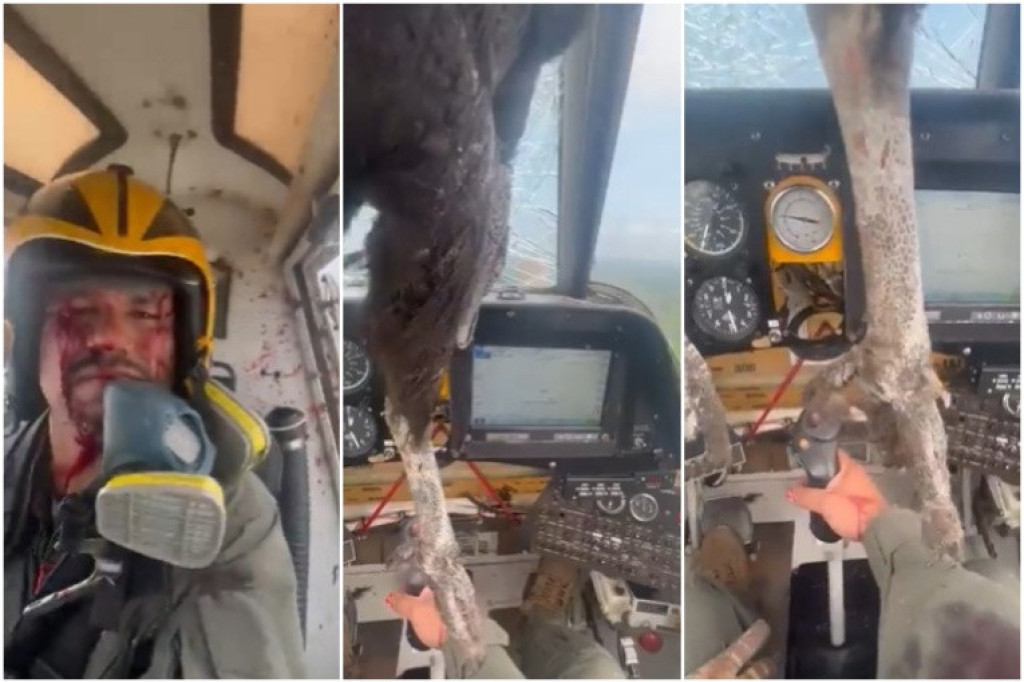 Ogromna ptica uletela u kokpit aviona: Pilot je bio sav krvav, ali je ostao pribran (VIDEO)