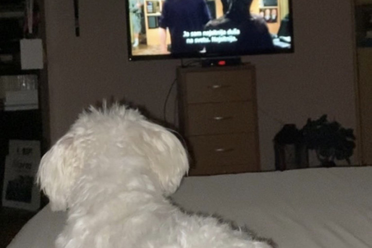 Imamo najvećeg krznenog ljubitelja televizije: Maza obožava da gleda filmove i crtaće o životinjama (FOTO/VIDEO)