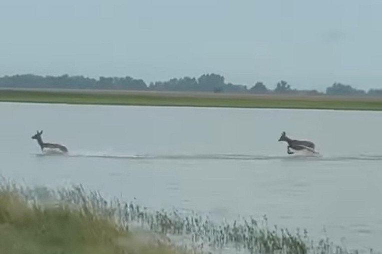 Futoški delfini! Dve srne snimljene kako galopiraju po poplavljenom polju u Novom Sadu (VIDEO)