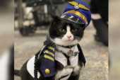 Upoznajte Djuka, terapijskog mačka na aerodromu u San Francisku koji putnicima pomaže da se reše stresa (FOTO)