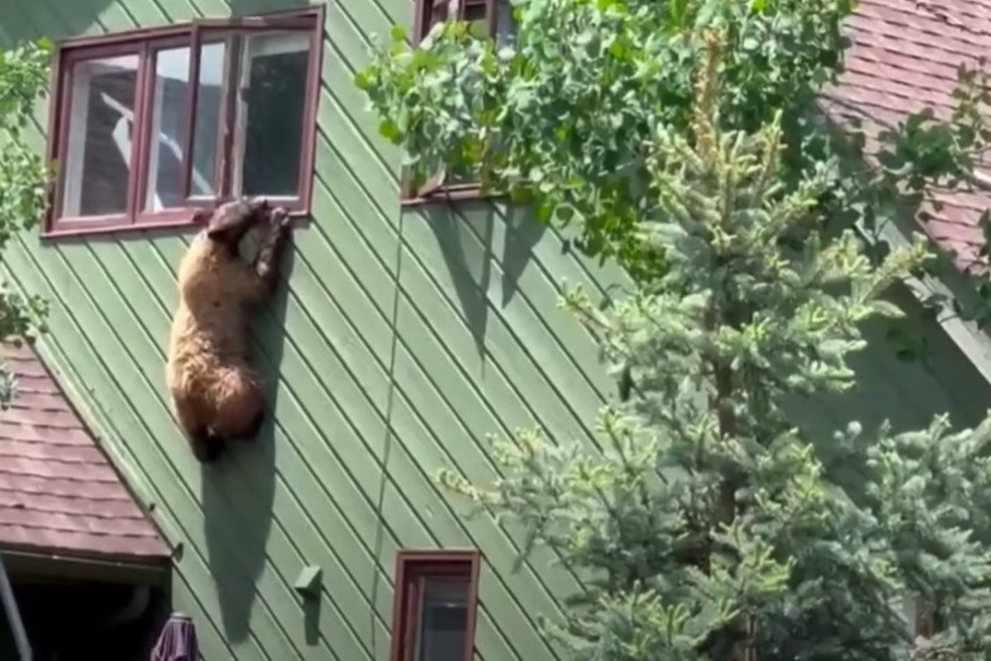 Medved ušao u kuću kroz prozor i počastio se kotletima: Imao je problema pri odlasku, ali se snašao (VIDEO)