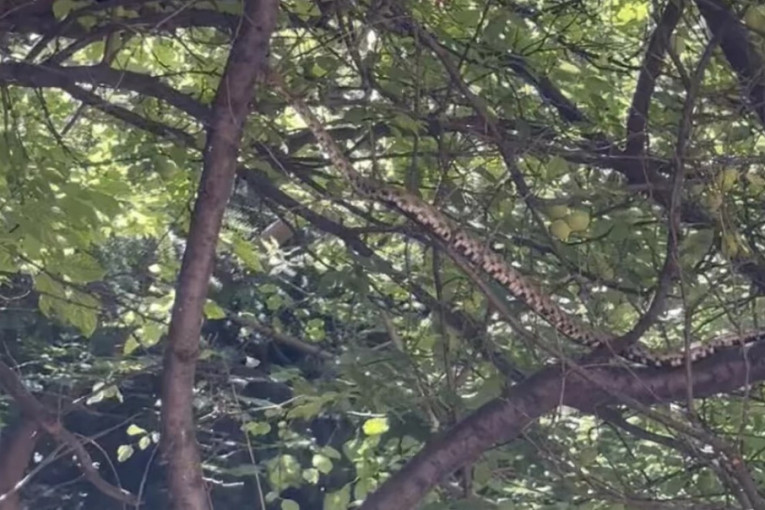 Zmija u Beogradu puzi preko drveća i grana! Jeziv video uterao strah u kosti, niko ne zna gde je otišla (VIDEO)
