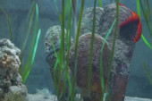 Veličanstveno otkriće u Istri: Ronioci na dubini od 17 metara pronašli živu perisku