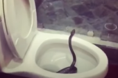 Odlazak u toalet krenuo po zlu: Čovek seo na WC šolju, pa ugledao pitona (VIDEO)