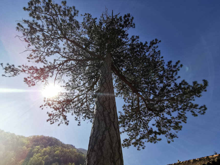 Dva sina Miloša Obrenovića sahranjena su u manastiru Nikolje: Tragična sudbina dece velikog srpskog vladara (FOTO)