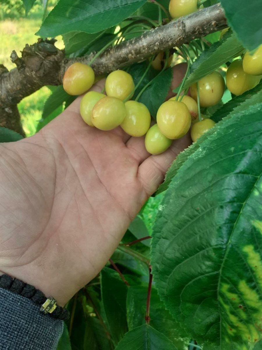 "Sve je bilo odlično dok nas nisu zadesile ogromne kiše pred samu berbu": Mileta umesto očekivanih 12 tona trešanja nabrao samo dve