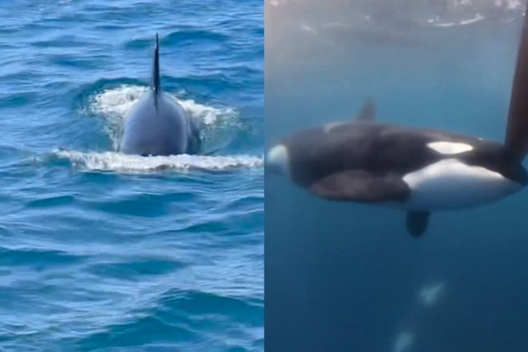 Grupa orki napala brod u blizini Gibraltara: Samo su se odjednom zaletele, bilo je zastrašujuće (VIDEO)