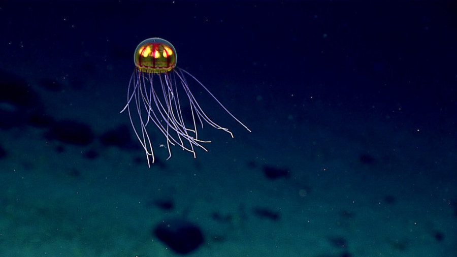 Marijanski rov je najdublja tačka na svetu, ali ga je nekoliko ljudi posetilo bez incidenata: Ono što su videli na dnu zaprepastilo ih je