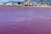 Japansko more poprimilo neobičnu nijansu crvene boje: Pivara morala da se izvinjava (VIDEO)