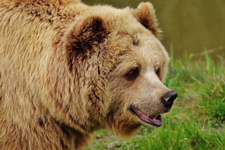 Šokantno: Medved provalio u auto zbog hrane i ostavio haos iza sebe (VIDEO)
