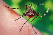 Za njih je globalno zagrevanje raj: Komarci jačaju, a zbog bolesti koje nose Evropa je posebno ugrožena
