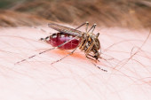 Virus koji prenose komarci po Srbiji može biti fatalan! Obično prođe "na nogama", ali ako probije barijere zaraženi završe "kao biljke"
