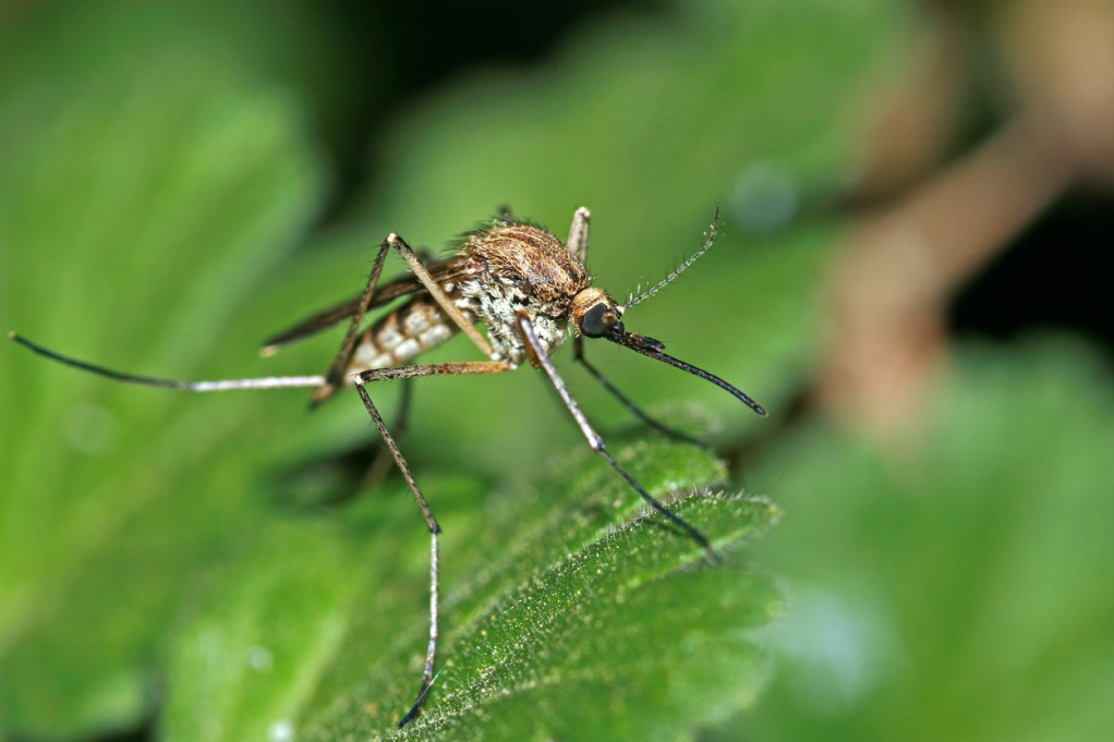 Ekipe "Čistoće" i sutra suzbijaju komarce