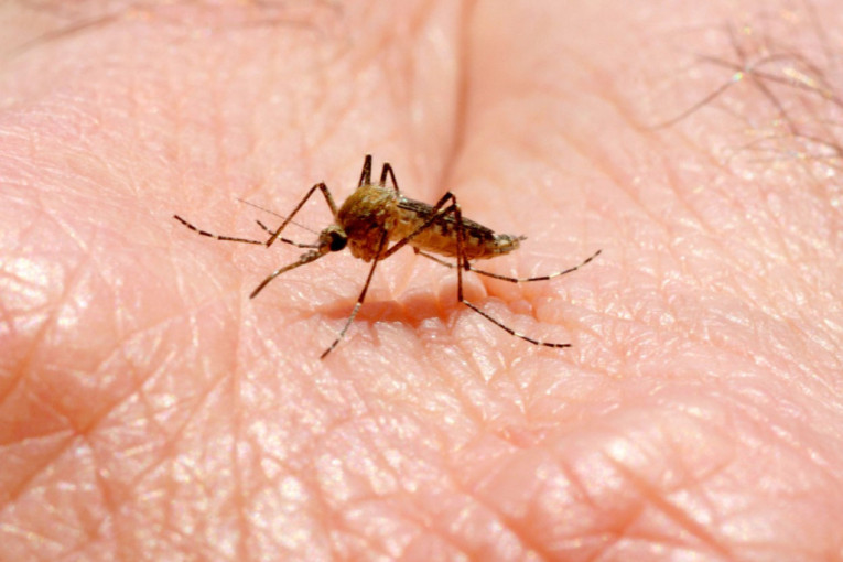 Ekipe "Čistoće" i sutra suzbijaju odrasle forme komaraca