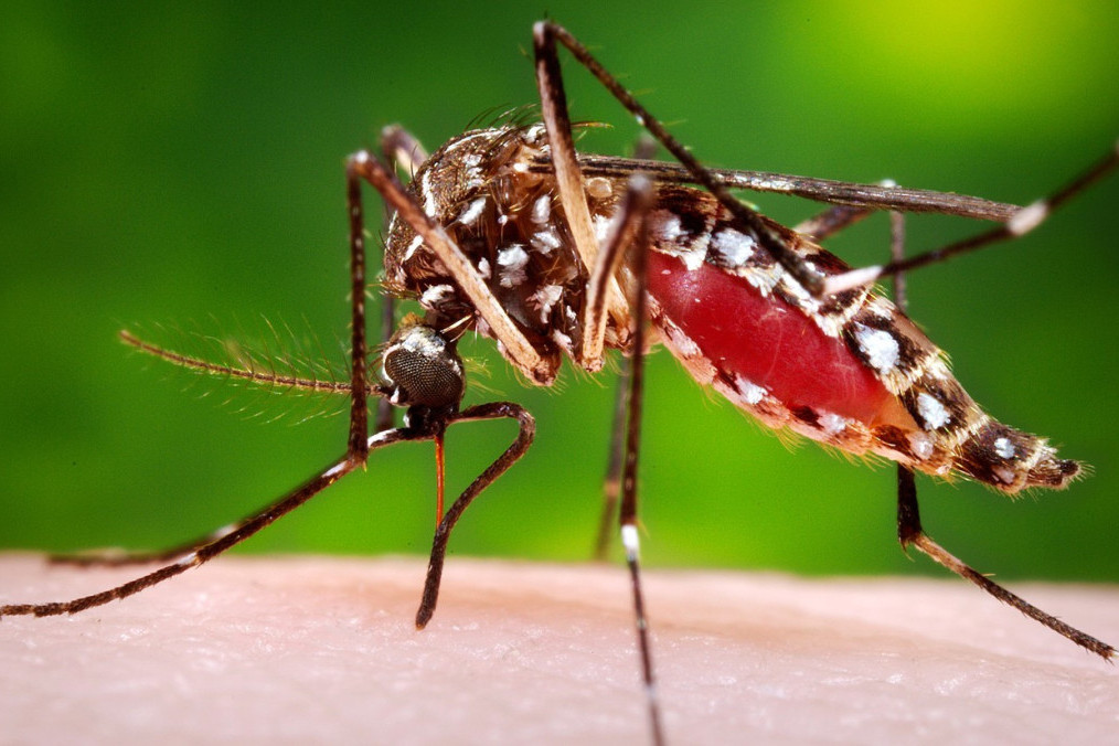 UKHSA: Oprez ako putujete u Aziju zbog porasta infekcija koje prenose komarci
