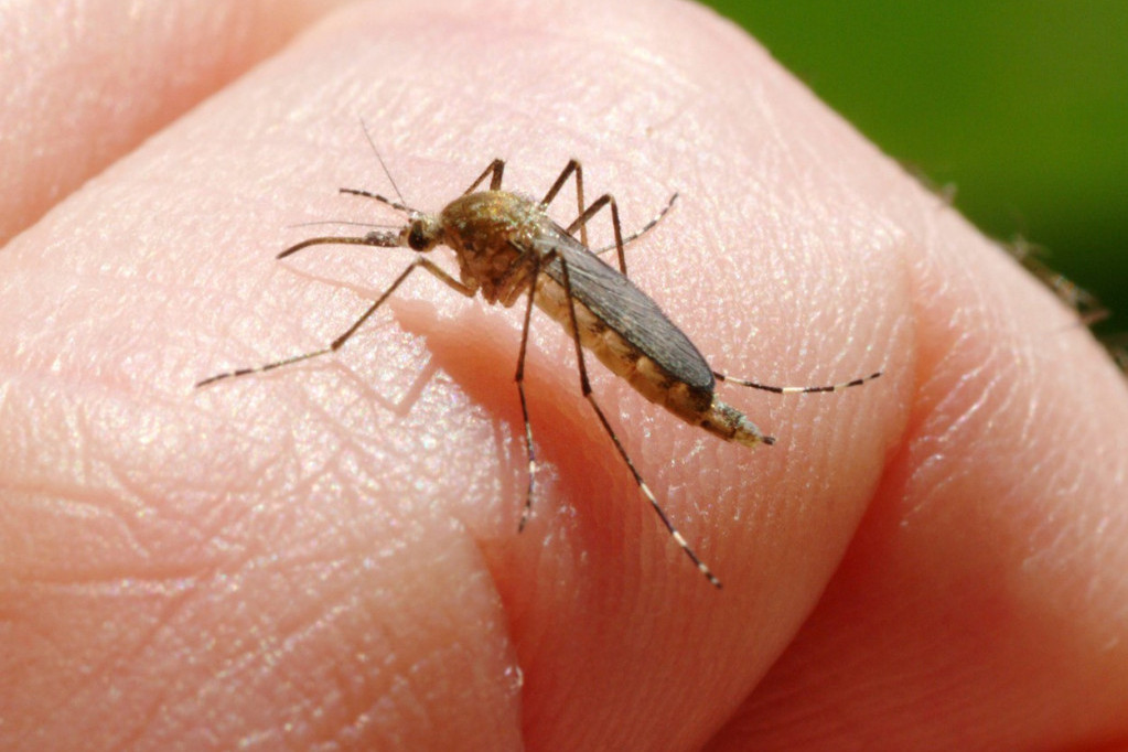 24SEDAM RUMA Tretman suzbijanja komaraca u petak