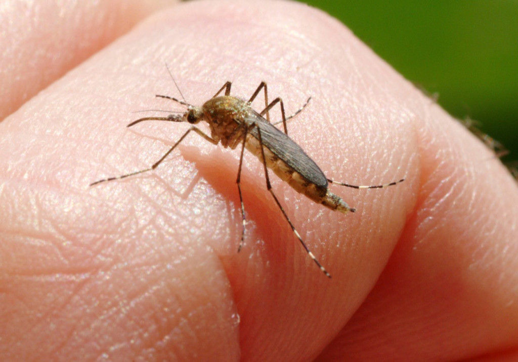 Naučnici upozoravaju: Komarci mogu da prenose bolest koja jede meso