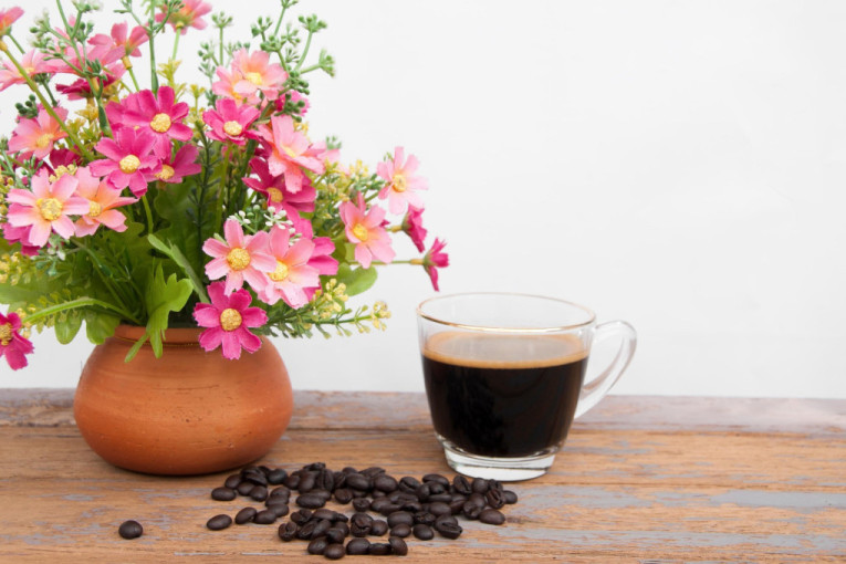 Stavite soc od kafe u saksiju sa cvećem i posmatrajte neverovatnu transformaciju biljaka!