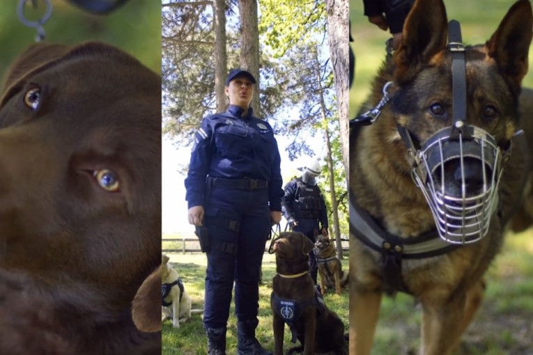 Odani i profesionalni i brinu o bezbednosti građana: MUP Srbije promovisao službene pse (VIDEO)